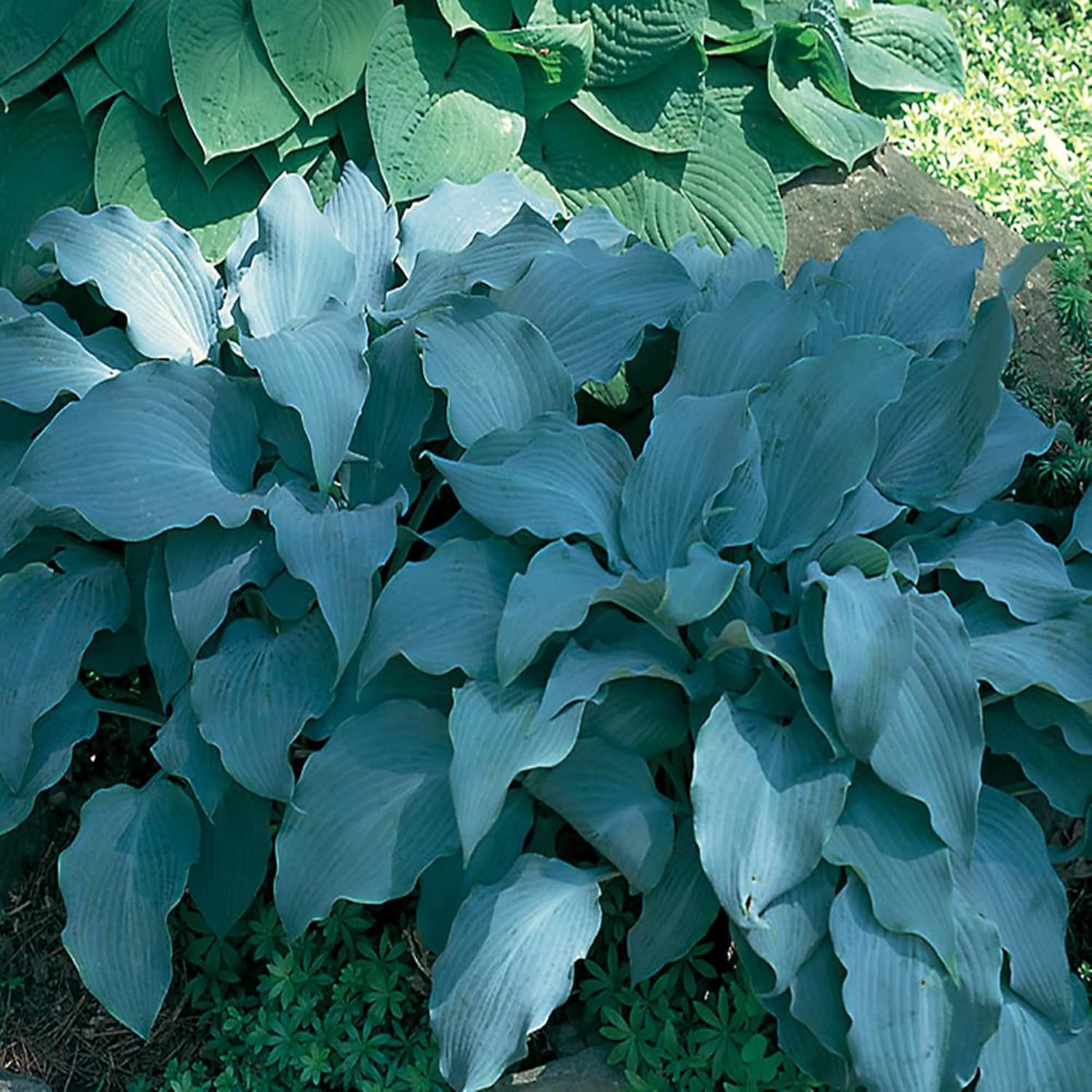 Rare Sky Blue Hosta Plant Seeds – Fragrant August Lily, Drought-Tolerant Landscaping Gem