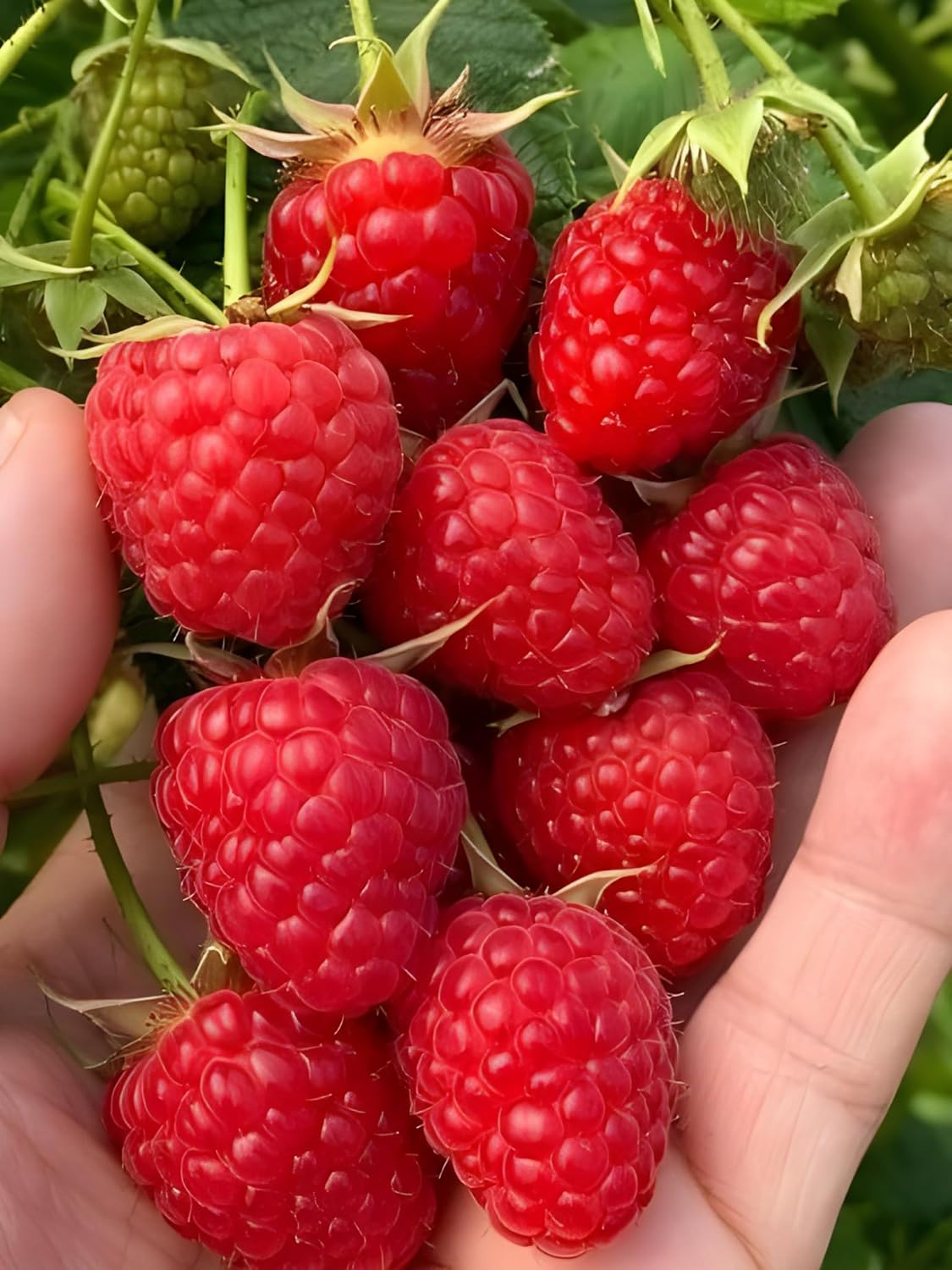 Rote Himbeersamen zum Anpflanzen | Obstsamen zum Anpflanzen