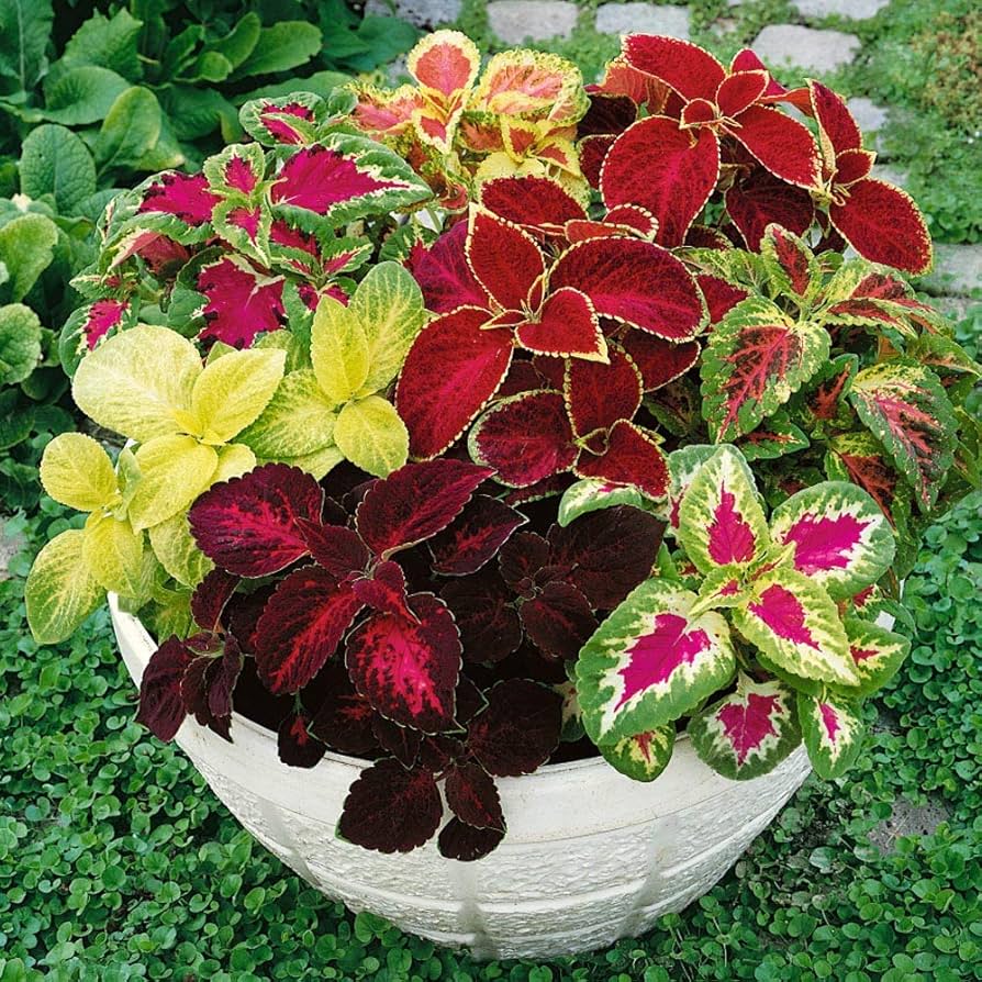 Rare Coleus Ornamental Plant with Vibrant Foliage for Gardens and Containers – 100Pcs