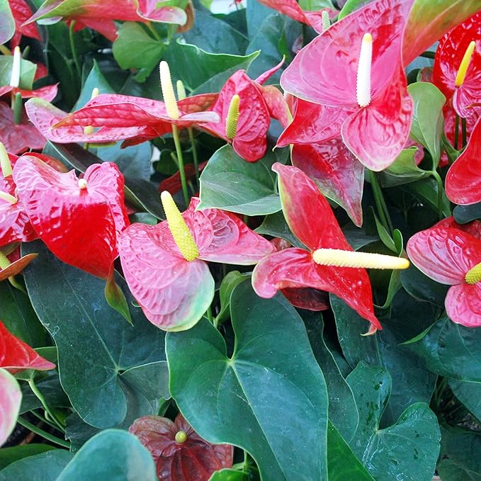 Anthurium Flamingo Flower Seeds - Perennial, Evergreen, Low Maintenance, Showy Cut Flowers for Indoor & Outdoor Containers - 100