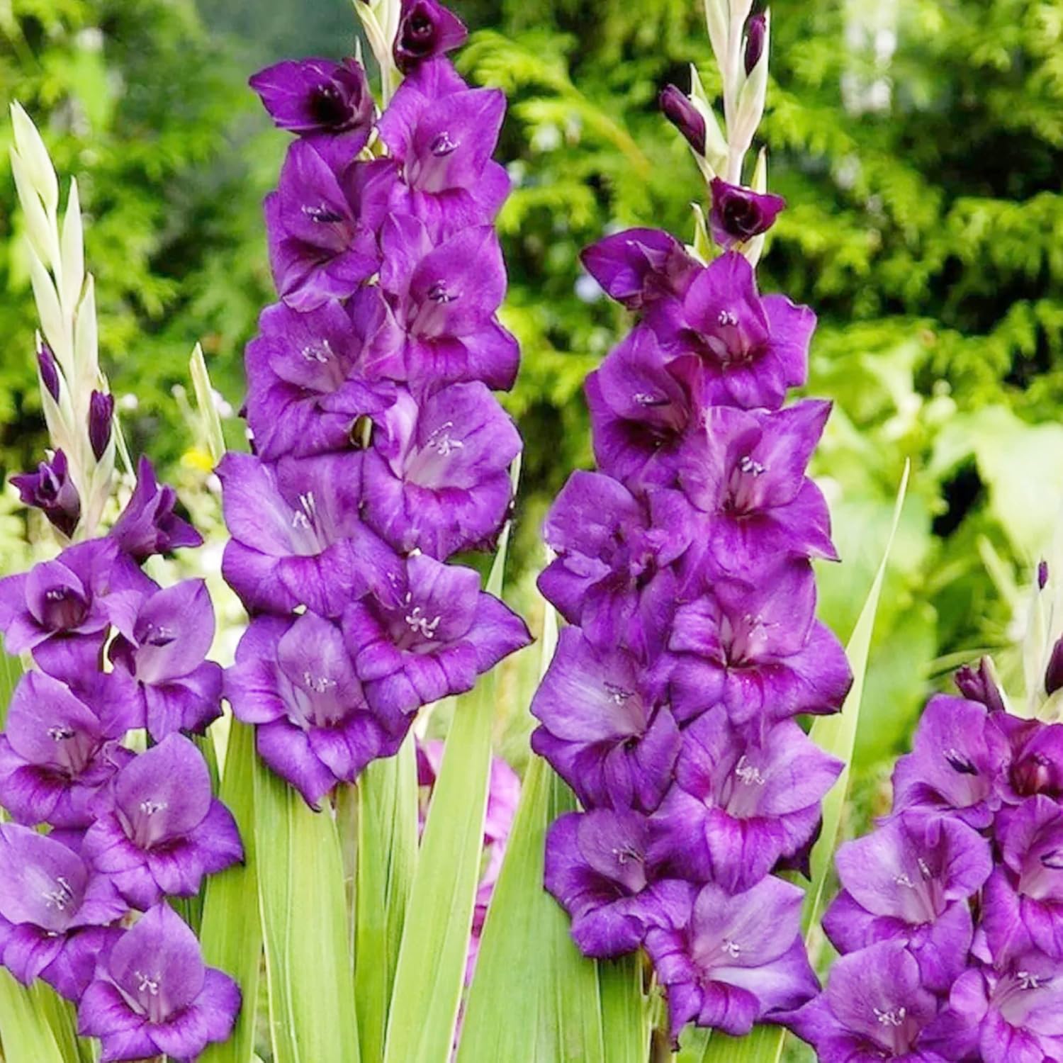 Purple Gladiolus Seeds | Low Maintenance | Attracts Butterflies & Hummingbirds | Deer & Rabbit Resistant | Cut Flowers | Beds & Borders | 100Pcs Flower Seeds