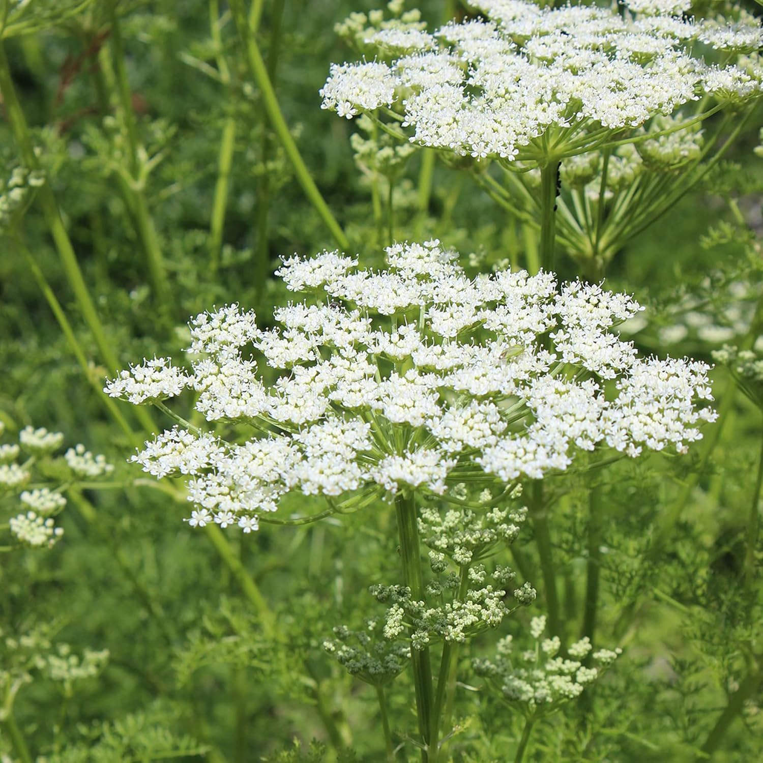 Ligusticum Porteri Seeds | OSHA Root, Porter's Lovage Perennial Herb