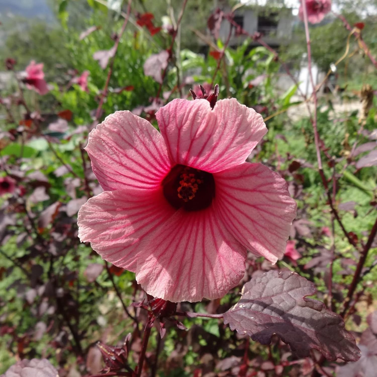 Cranberry Hibiscus Seeds Hibiscus Acetosella Tropical Ornamental Plant for Garden & Landscape, Attracts Pollinators, 35+ Pcs