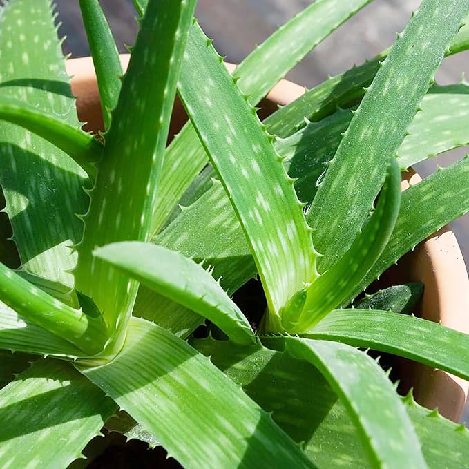 Aloe Vera Seeds - Non-GMO Succulent Herb Perennial for Easy-Care Indoor & Outdoor Containers 100 Pcs