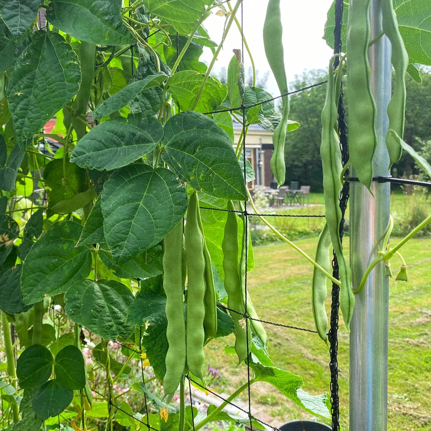 Romano Pole Bean Seeds - Italian Pole Bean with Tender Texture & Rich Flavor, Eaten Fresh or Cooked, Perfect for Trellises & Outdoor Growing, 100Pcs Vegetable Seeds