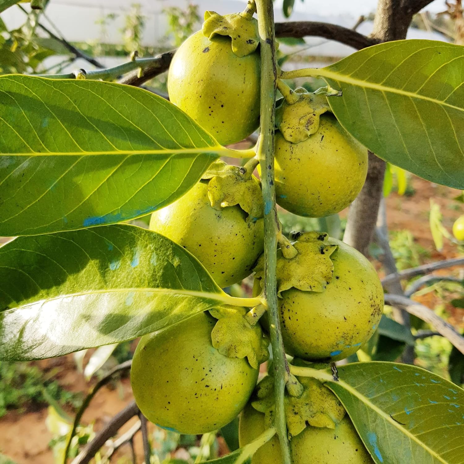 Diospyros Digyna Samen - Schwarzer Sapote, sattes dunkelbraunes Fleisch, kulinarische Verwendung