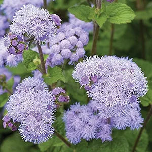 Blue Mistflower Seeds - Hardy Ageratum Conoclinium Coelestinum, Upright Perennial | 100Pcs Flower Seeds