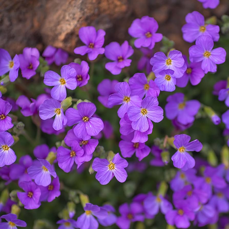 Rainbow Creeping Thyme Blue Rock Cress - Perennial Ground Cover Flower for Home Garden, 200 Pcs (12 Colors)