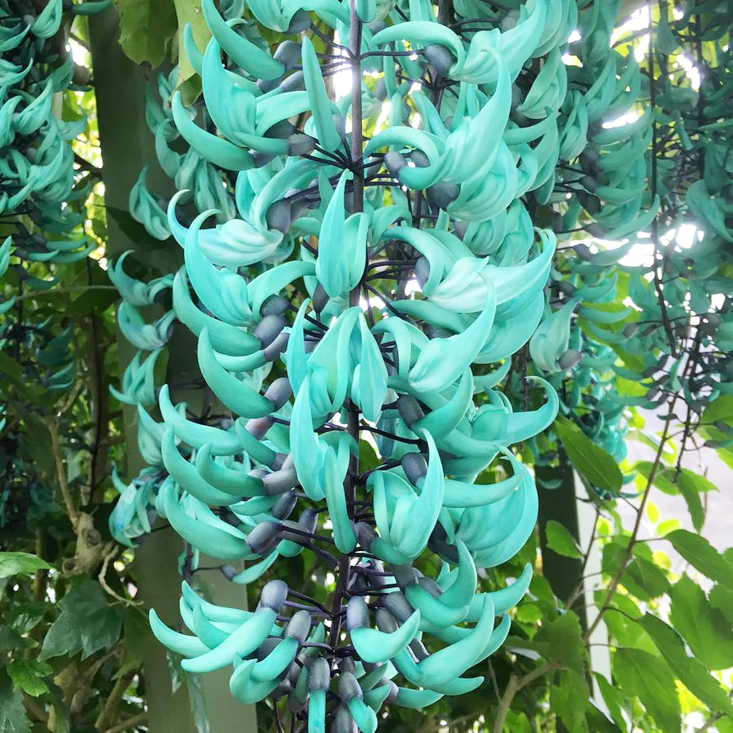 Jade Vine Seeds Strongylodon Macrobotrys – Perennial Woody Vine for Ornamental Patio