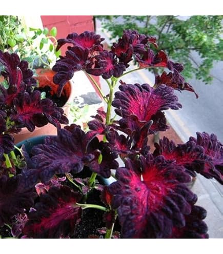 Black Dragon Lulu Certified Coleus Seeds - 40 Fresh Seeds for Vibrant Garden Color | Non-GMO