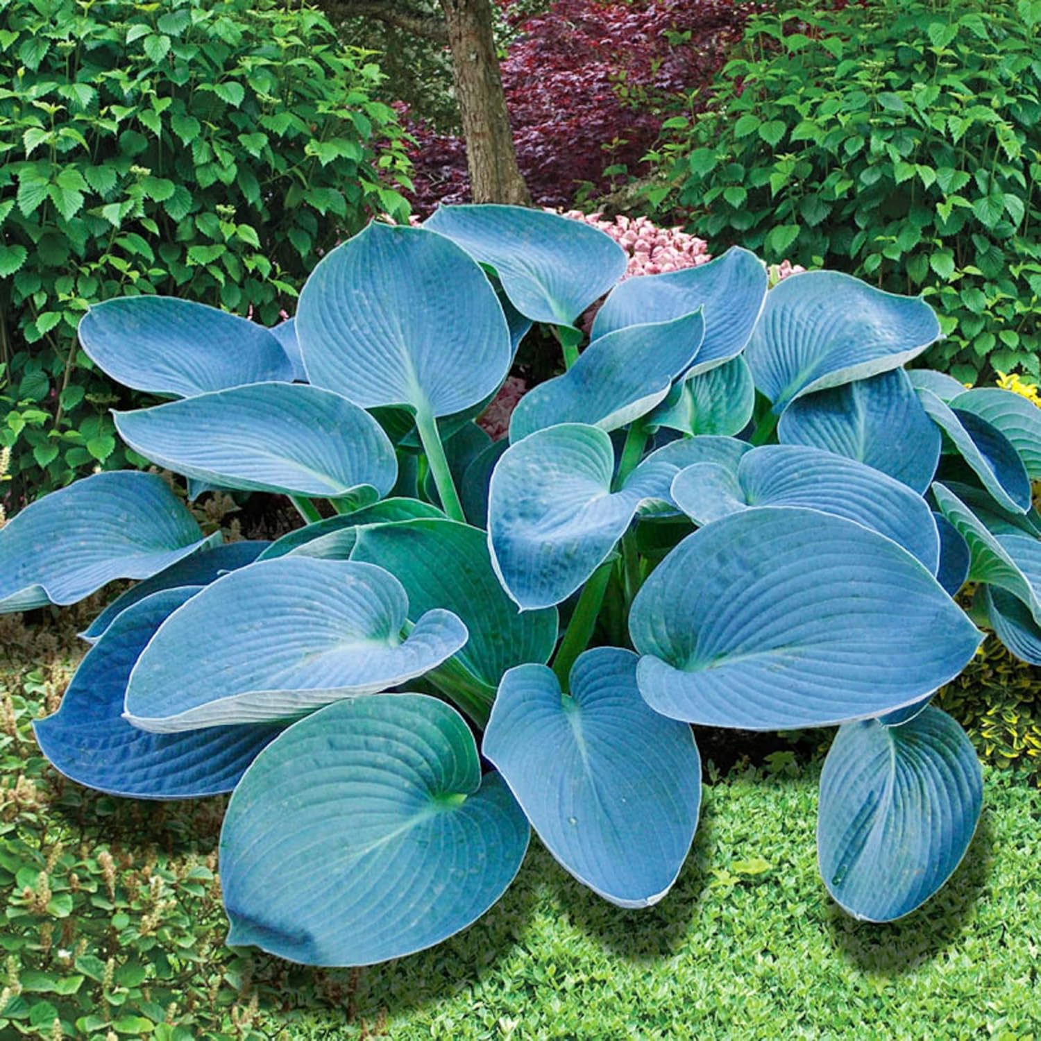 Rare Sky Blue Hosta Plant Seeds – Fragrant August Lily, Drought-Tolerant Landscaping Gem