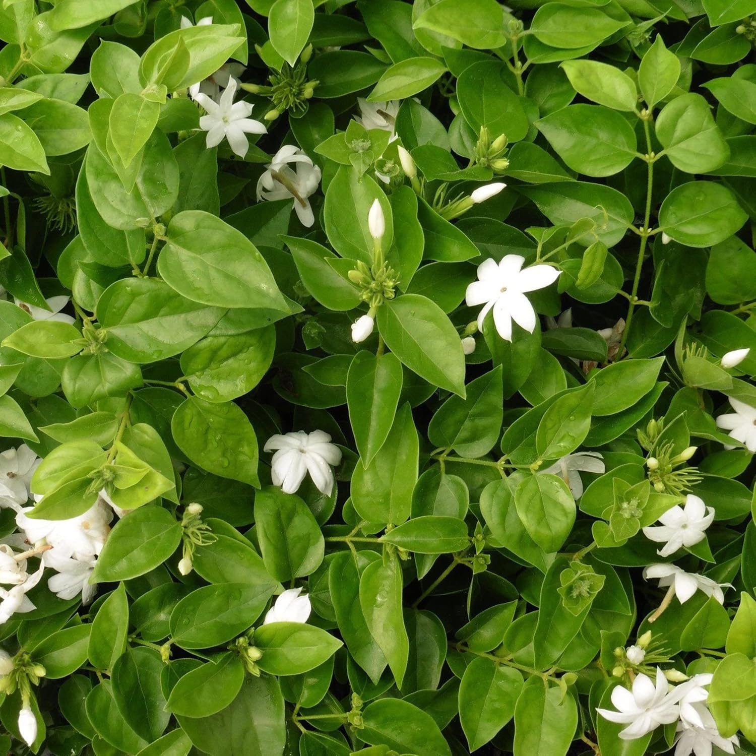 Jasminum Sambac Seeds - Arabian Jasmine, Fragrant Broadleaf Evergreen for Patio Borders & Outdoor Gardens, Low Maintenance - 20Pcs Flower Seeds