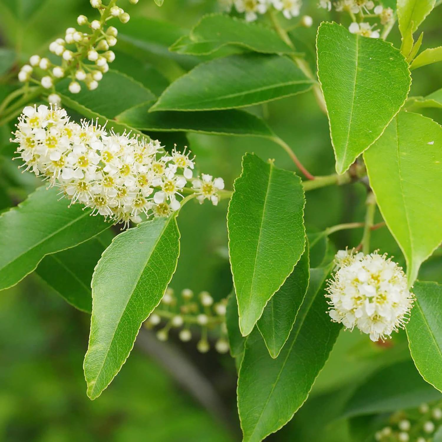 Graines de cerisier noir - Arbre caduc de taille moyenne à grande avec des fleurs blanches parfumées, des fruits sucrés et juteux, idéal pour les confitures et les utilisations culinaires - 30 pièces