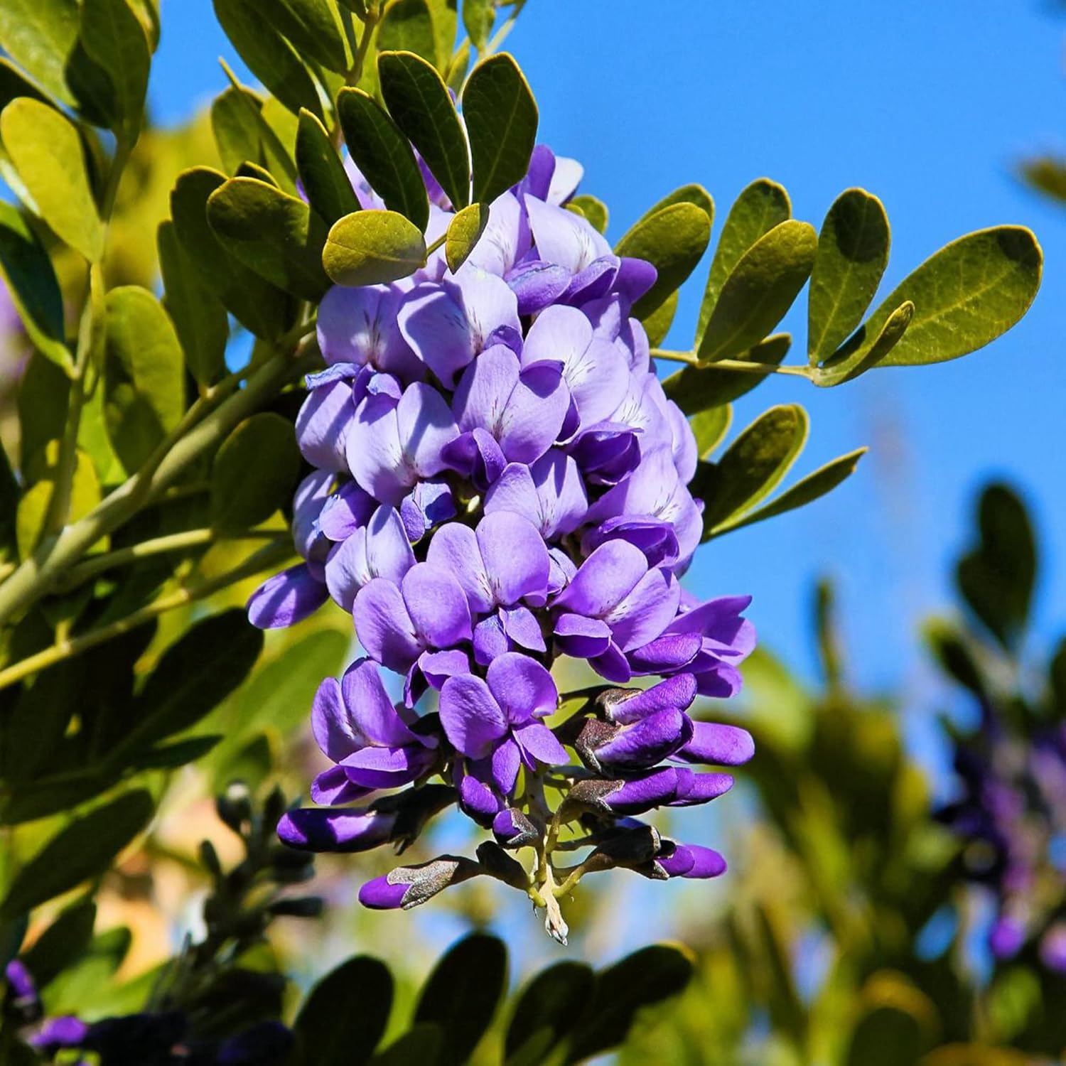 Texas Mountain Laurel Seeds for Planting | Sophora Secundiflora | Evergreen Tree with Fragrant Purple Flowers