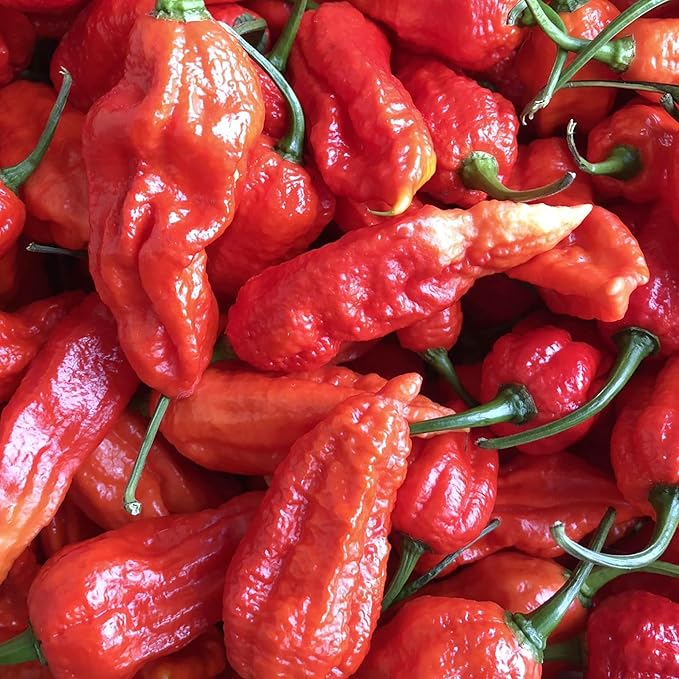 Ghost Pepper Seeds - Ghost Chili, Heirloom & Non-GMO, Fast-Growing Perennial for Garden & Containers