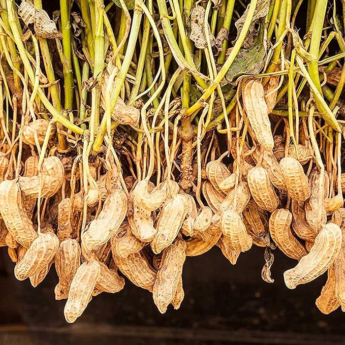 Peanut Seeds - Virginia Jumbo Non-GMO Fresh Garden Seeds, 100 Pcs