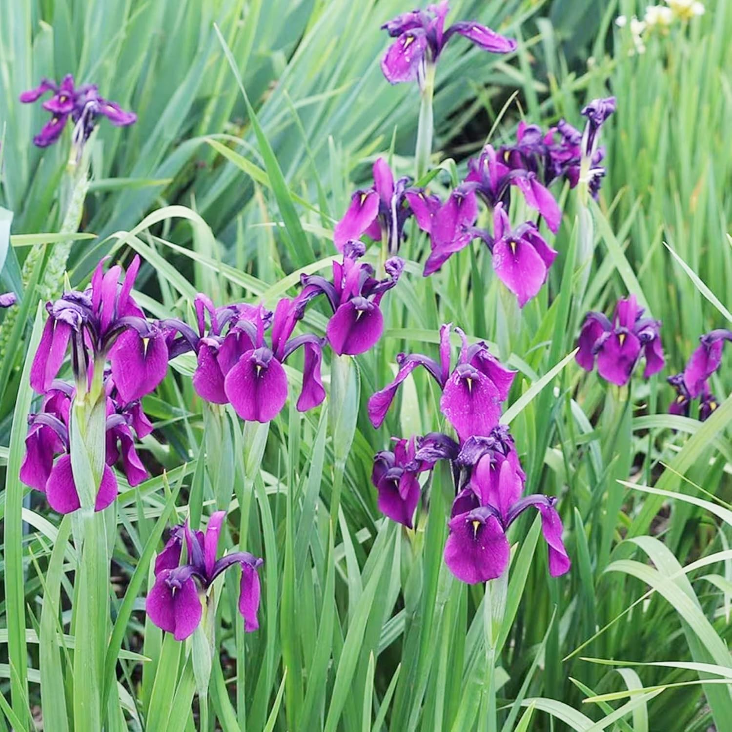 Graines d'iris japonais - Iris Ensata, fleurs magnifiques et complexes, attirent les pollinisateurs, parfaites pour les jardins aquatiques, les bords d'étang et les bordures vivaces, 20 pièces