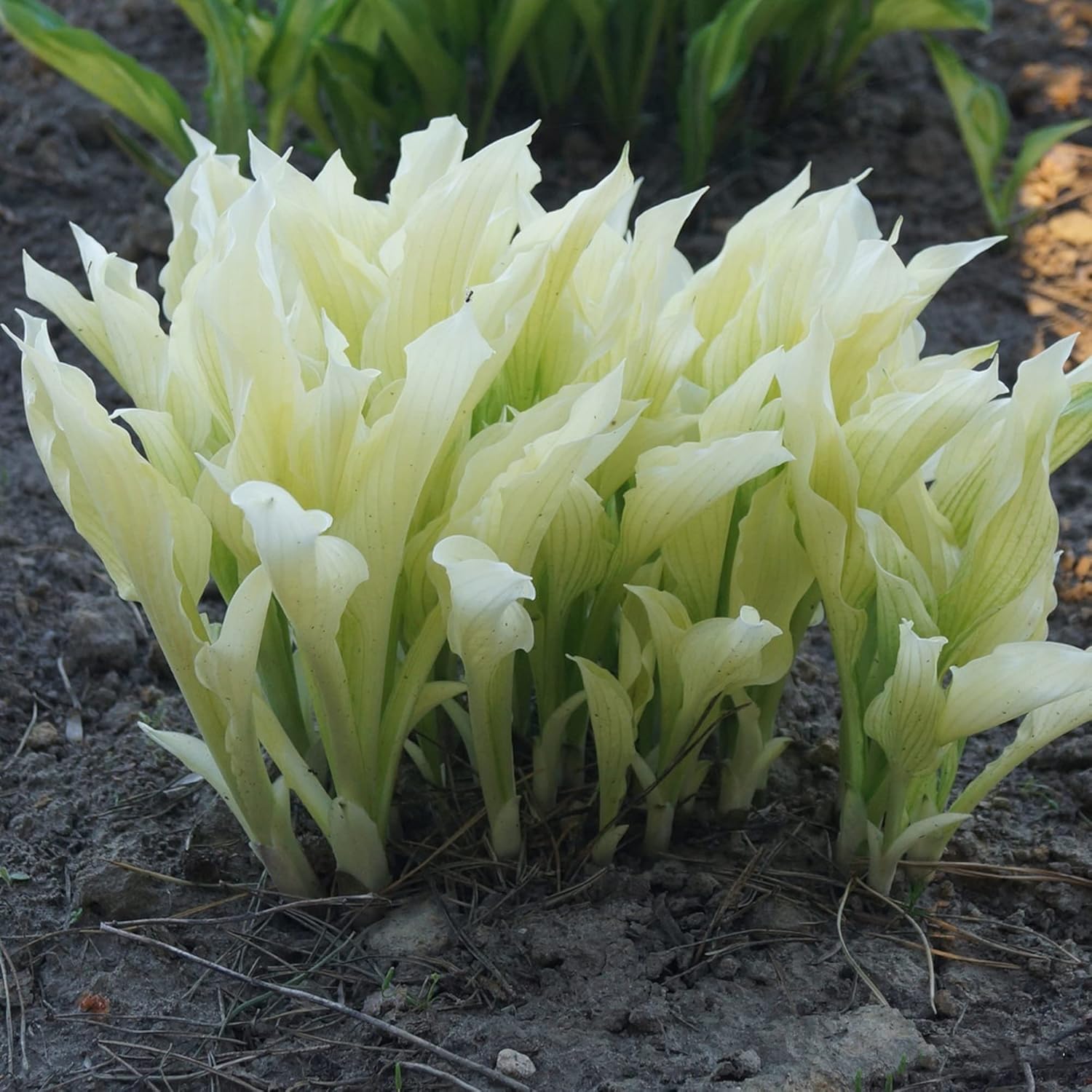 CHUXAY GARDEN 'White Feather' Hosta Plantaginea - Fragrant August Lily Seeds, Drought-Tolerant & Easy Care White Angel Plant for Beautiful Garden Blooms