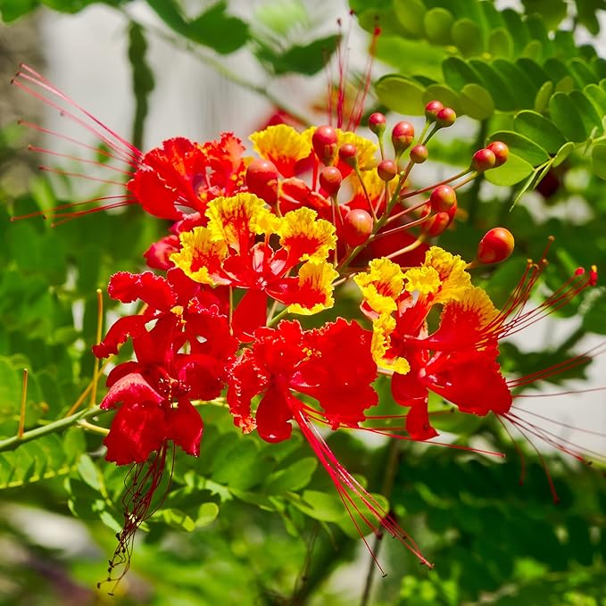 Red Bird of Paradise Seeds - Caesalpinia Pulcherrima, Heat Tolerant & Fast Growing, Attracts Pollinators, Patio & Borders - 10 Pcs