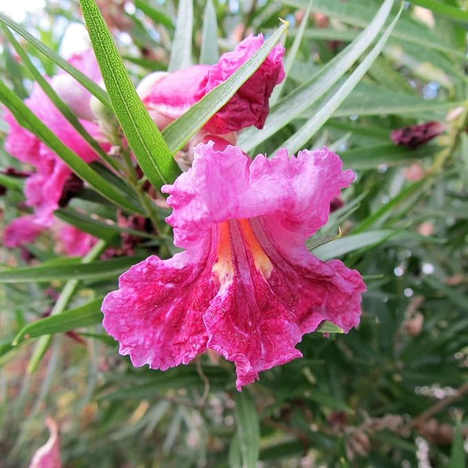 Garden Desert Willow Shrub Seeds (Chilopsis Linearis) - Non-GMO, Drought-Tolerant, Easy to Maintain, Fast-Growing - 30 Pcs