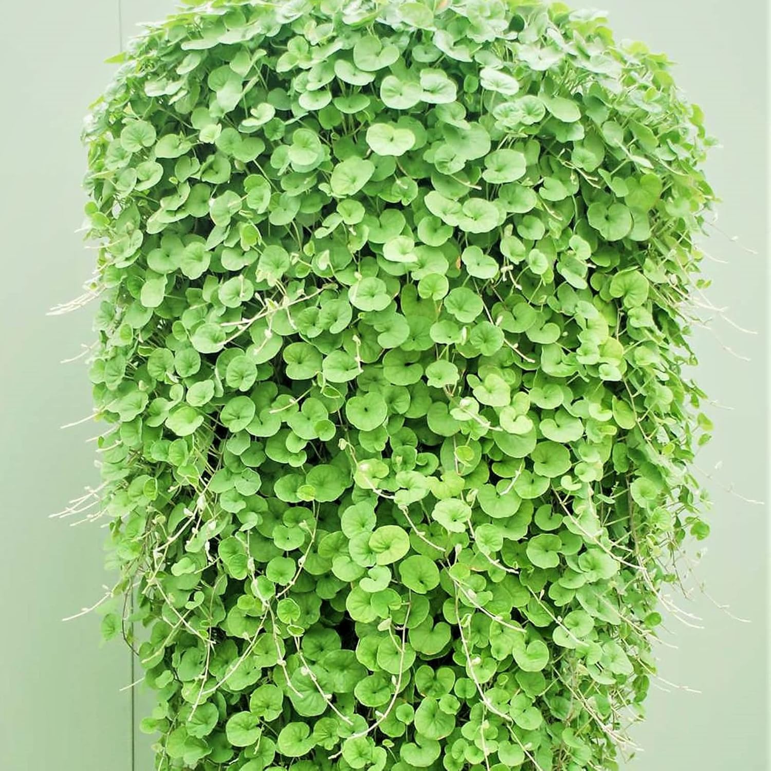 Graines de Dichondra Repens - Substitut de pelouse couvre-sol vivace - 100 graines d'herbes 