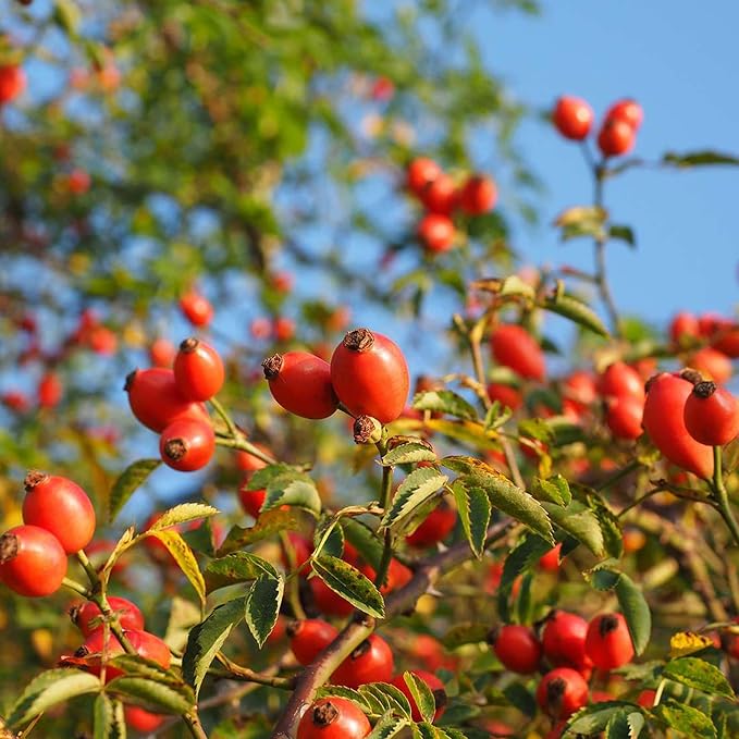 Rose Hip Seeds for Herbal Teas, Jams, Jellies & Outdoor Shrubs - 40 Pcs