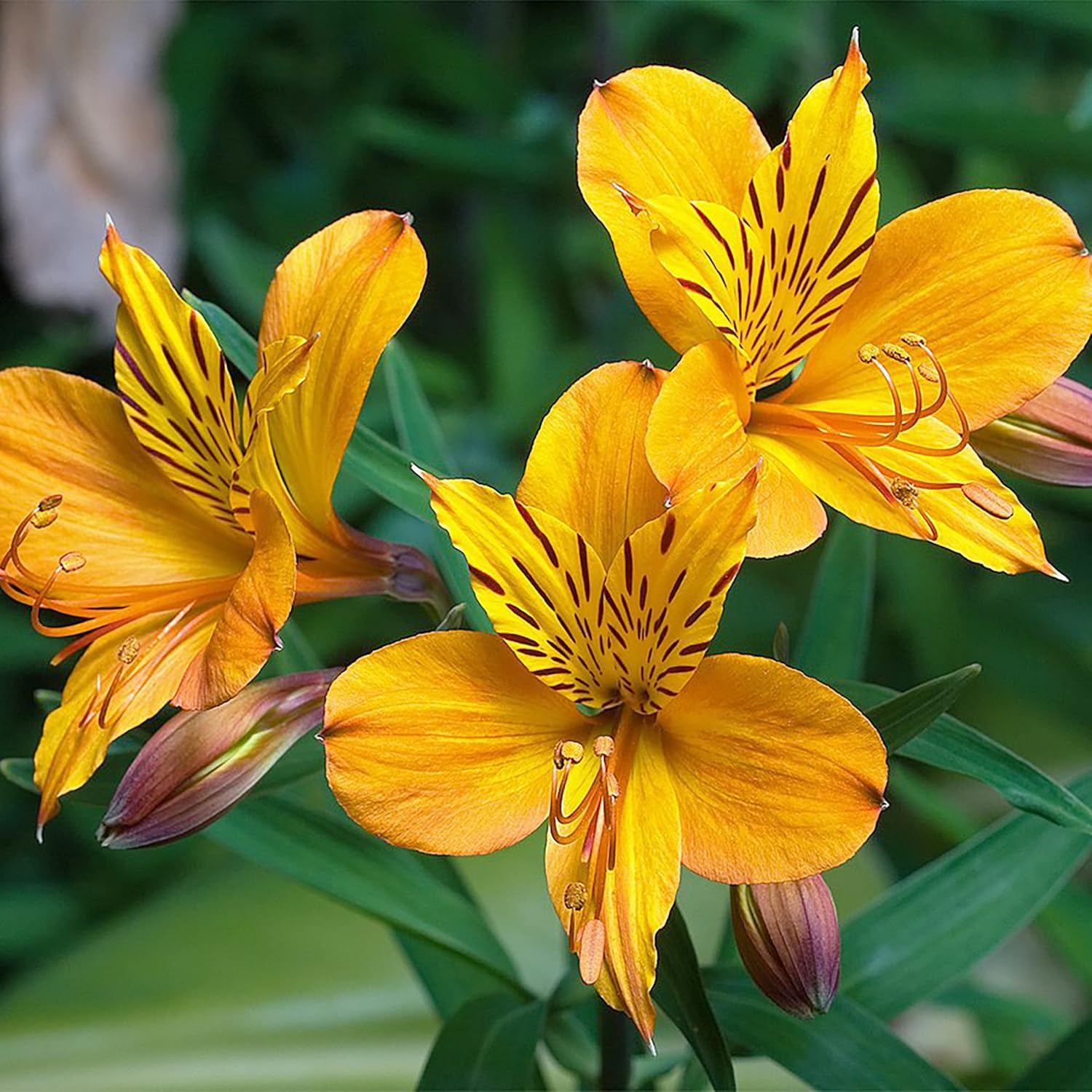 Alstroemeria Peruvian Lily Seeds - Mixed Colors, Perennial Pollinator-Friendly, Deer Resistant Cut Flowers for Borders & Potted Gardens