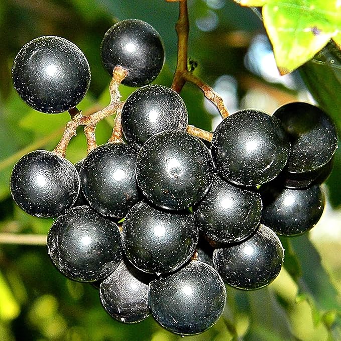 Muscadine Grape Seeds - Climbing Vine Perennial, Fast Growing, Sweet & Tasty, Rich in Vitamins for Arbors, Pergolas, Trellises | 20Pcs Fruit Seeds