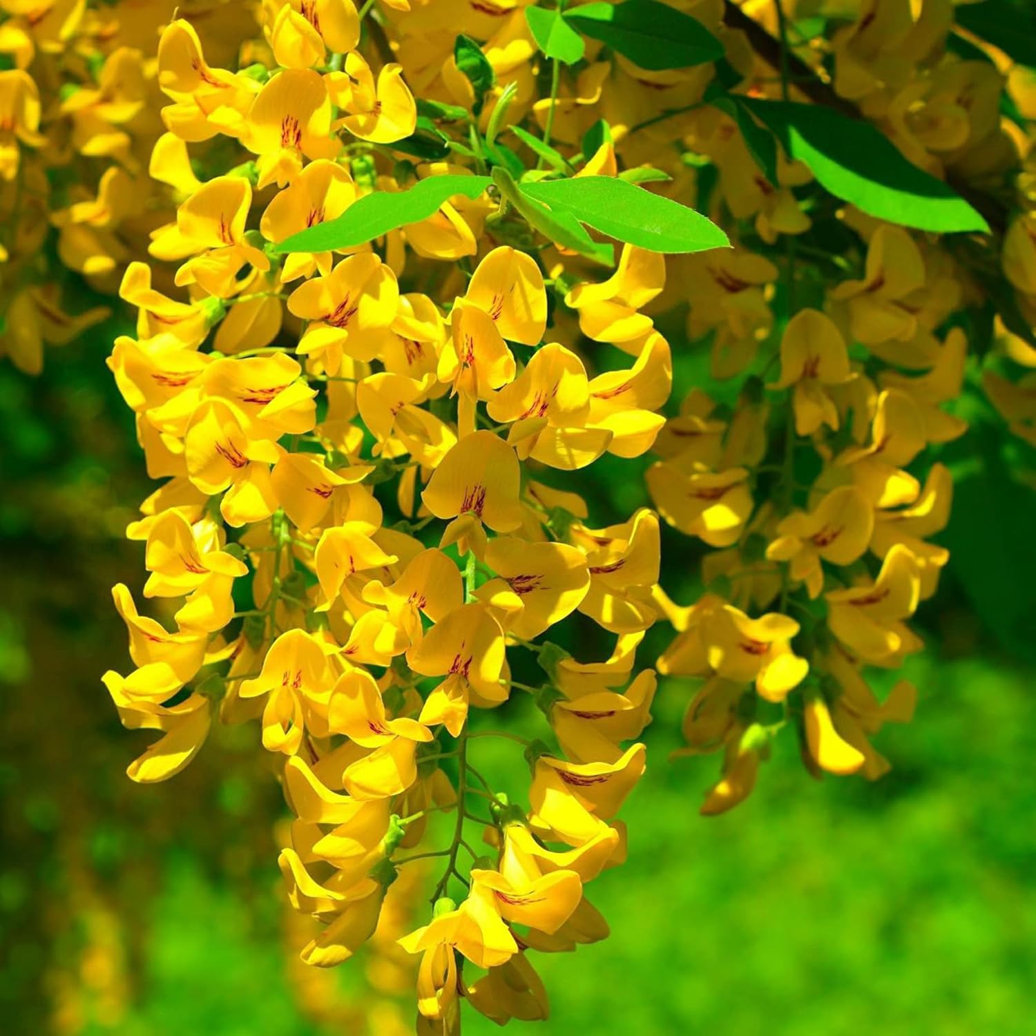 Yellow Wisteria Seeds | Wisteria Sinensis | Climbing Woody Vine | Fragrant Blooms | Ornamental Plant for Gardens and Landscapes | Outdoor | 10Pcs Flower Seeds