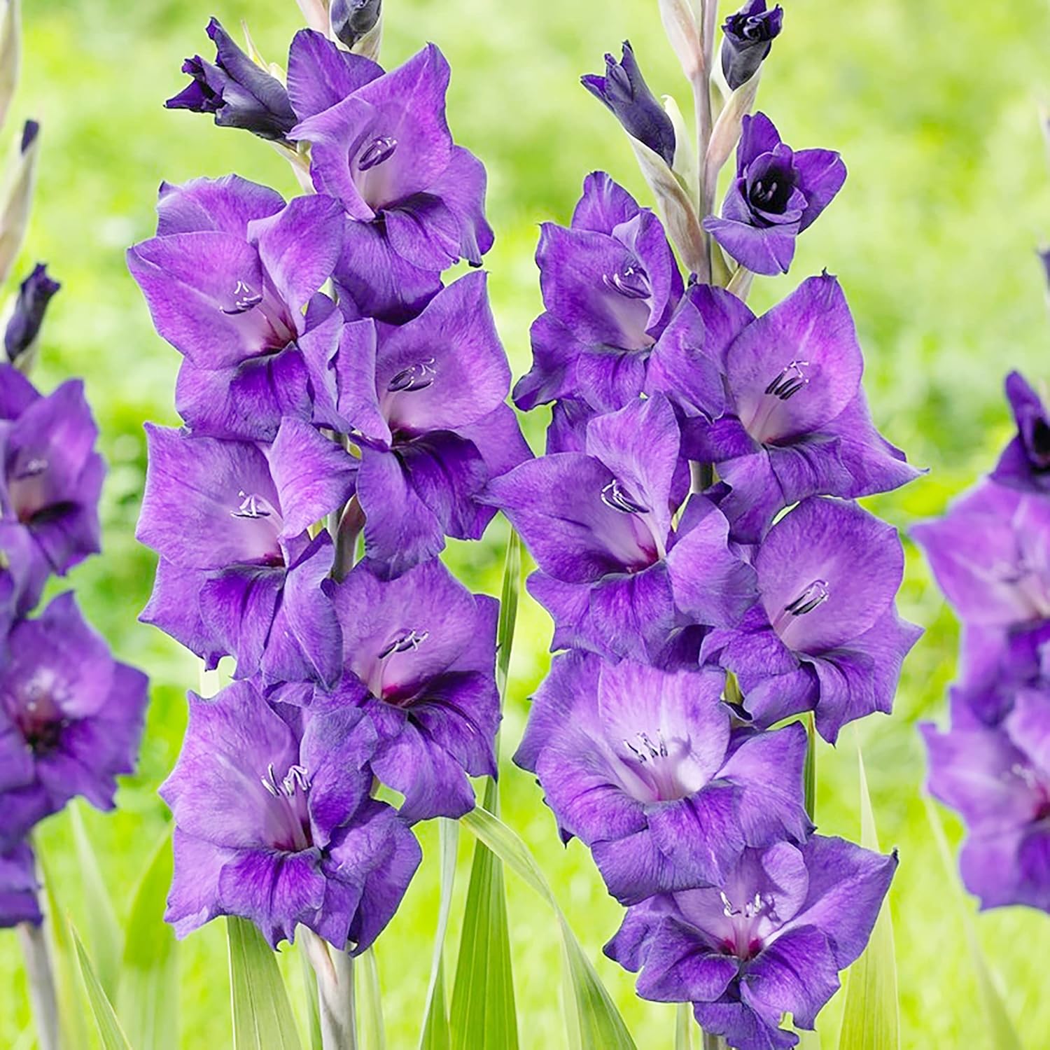 Purple Gladiolus Seeds | Low Maintenance | Attracts Butterflies & Hummingbirds | Deer & Rabbit Resistant | Cut Flowers | Beds & Borders | 100Pcs Flower Seeds