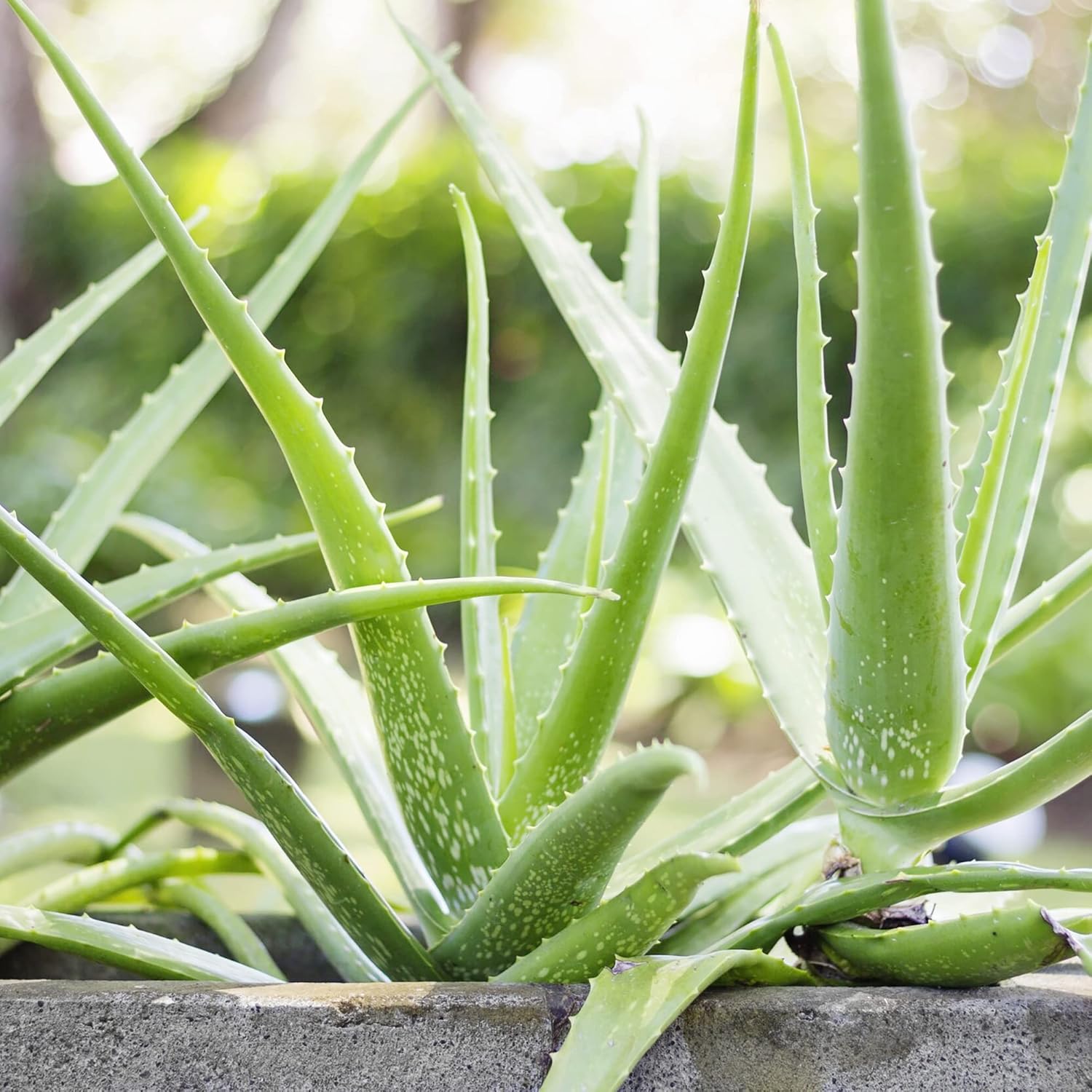 Aloe Vera Seeds - Perennial, Deer Resistant, Low Maintenance, Attracts Pollinators, Ground Covers & Decorative Containers - 100Pcs