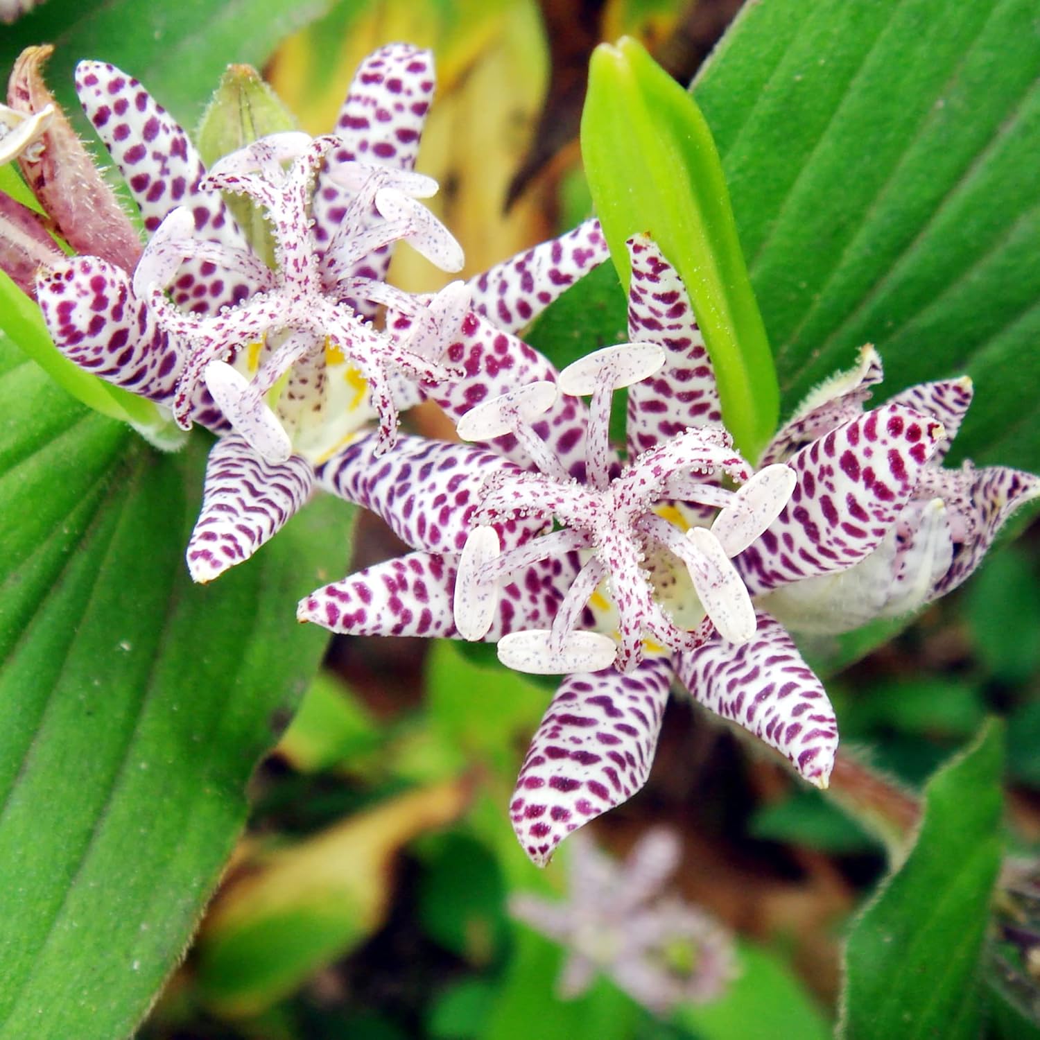 Graines de lys crapaud japonais | Fleurs voyantes vivaces résistantes aux cerfs | Sans OGM, peu d'entretien | Patio, en pot, étangs, ruisseaux, extérieur | 30 graines de fleurs