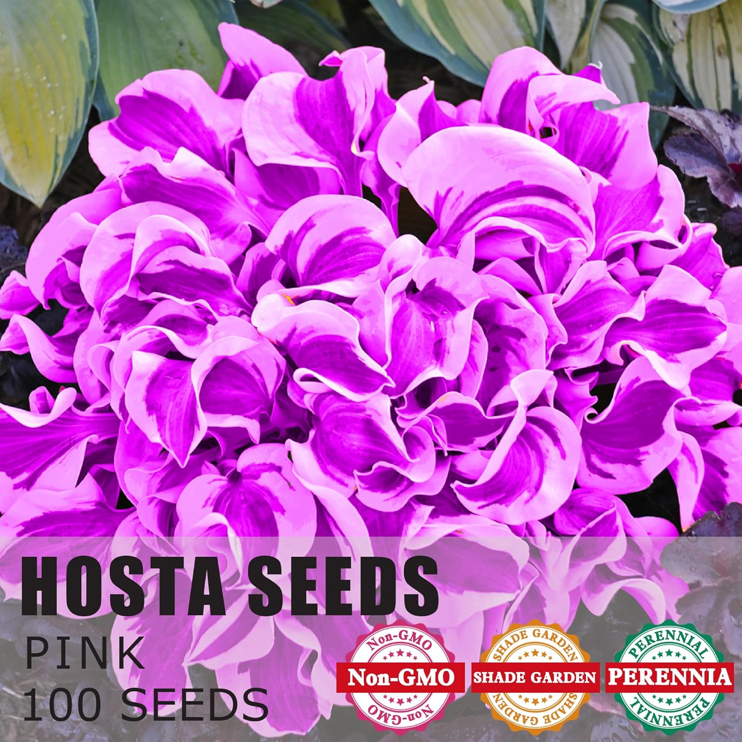 Purple Hosta Seeds - Perennial Hosta Plants for Outdoor Gardens - Low Maintenance & Easy to Grow