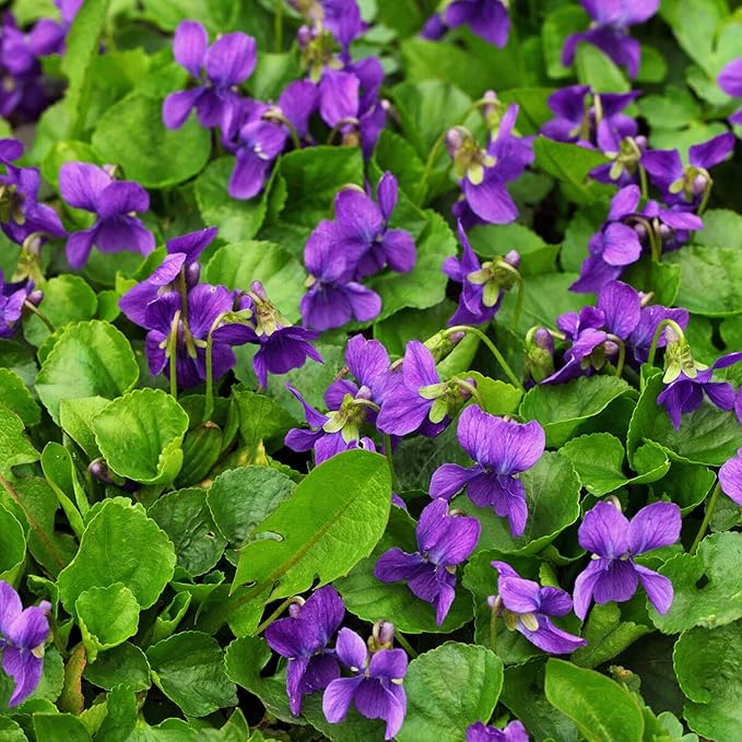 Viola Odorata 'Queen Charlotte' Seeds - Sweet Violet, Fragrant Blooms & Unique Coloration, Perennial for Shaded Borders & Containers - 30 Pcs