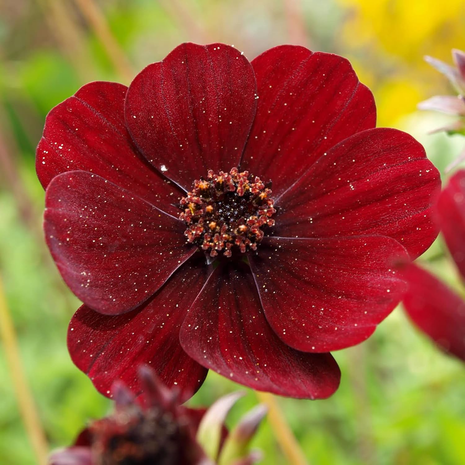 Chocolate Cosmos Seeds - Cosmos Atrosanguineus Perennial with Chocolate Fragrance, Butterfly Attracting Ornamental Flower for Gardens & Containers - 100Pcs