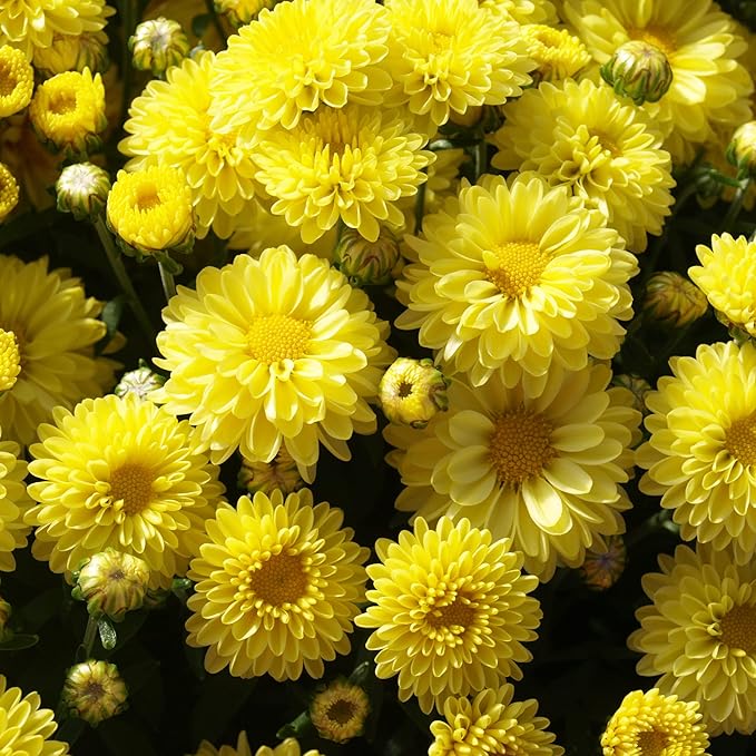 Chrysanthemum Seeds - Colorful & Diverse Flowers | Popular Ornamental Plants for Vibrant Blooms in Gardens, Landscapes & Floral Arrangements  Flower Seeds 100 Pcs