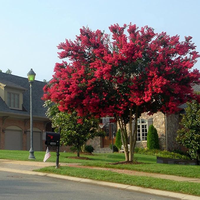 Red Crepe Myrtle Seeds - Lagerstroemia Indica Deciduous Flowering Tree or Shrub for Hedge & Screen - 35 Pcs