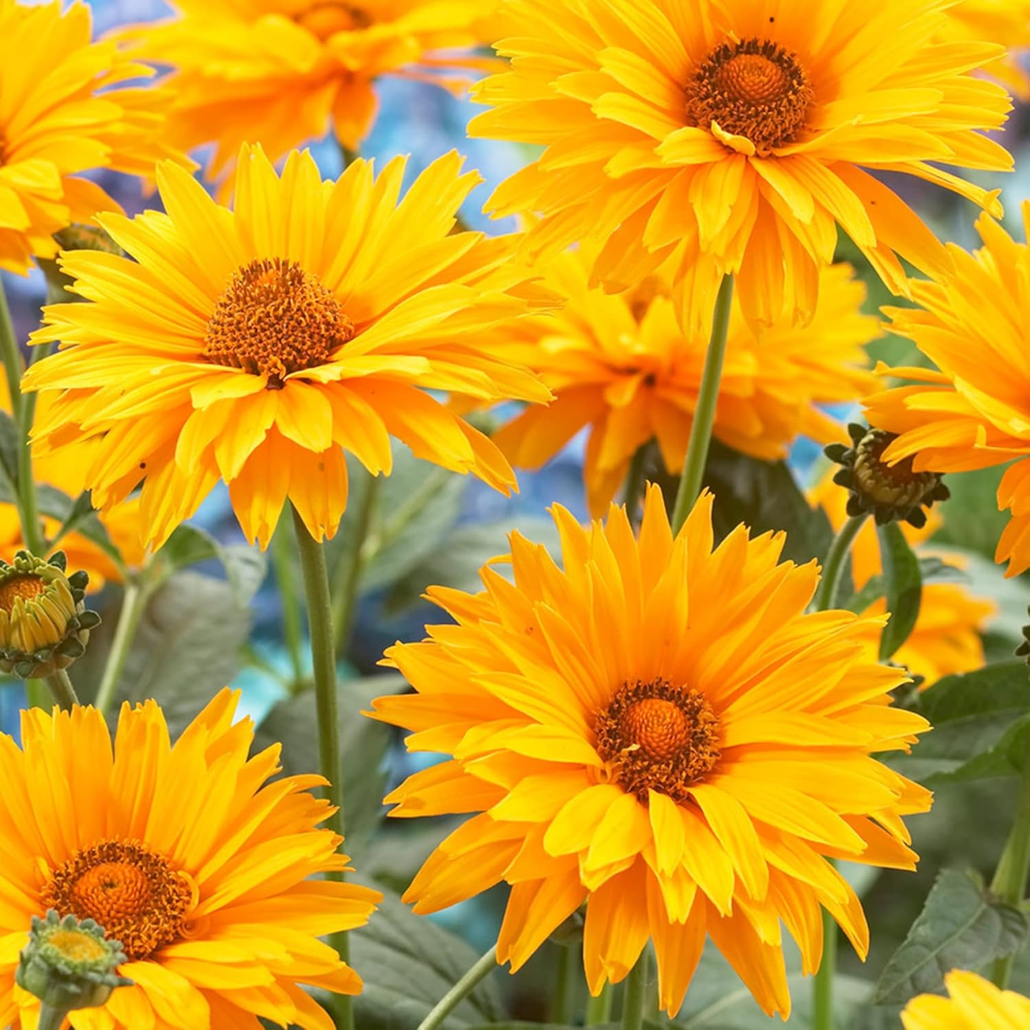 Falsche Sonnenblumensamen (Heliopsis Helianthoides) | Mehrjährig, winterhart, hitze- und trockenheitsresistent | Lebendige Schnittblumen für Terrasse, Kübel und Gartenbeet | 50 Blumensamen