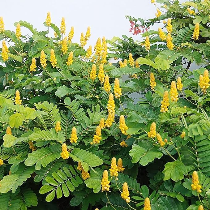 Graines de Cassia Alata - Arbuste exotique à feuilles persistantes Senna Alata, vivace, résistant aux cerfs, ornemental, attirant les abeilles, bordure de jardin de rocaille - 20 pièces