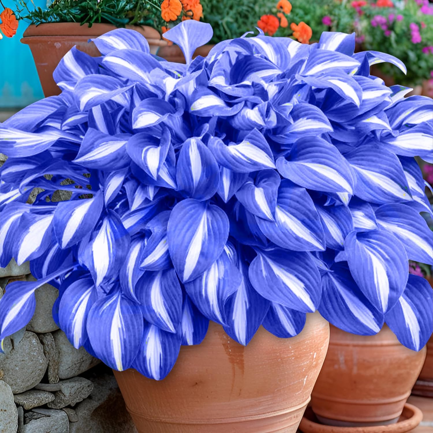 Perennial Blue Hosta Seeds – Premium Hosta Seeds for Outdoor Garden Planting