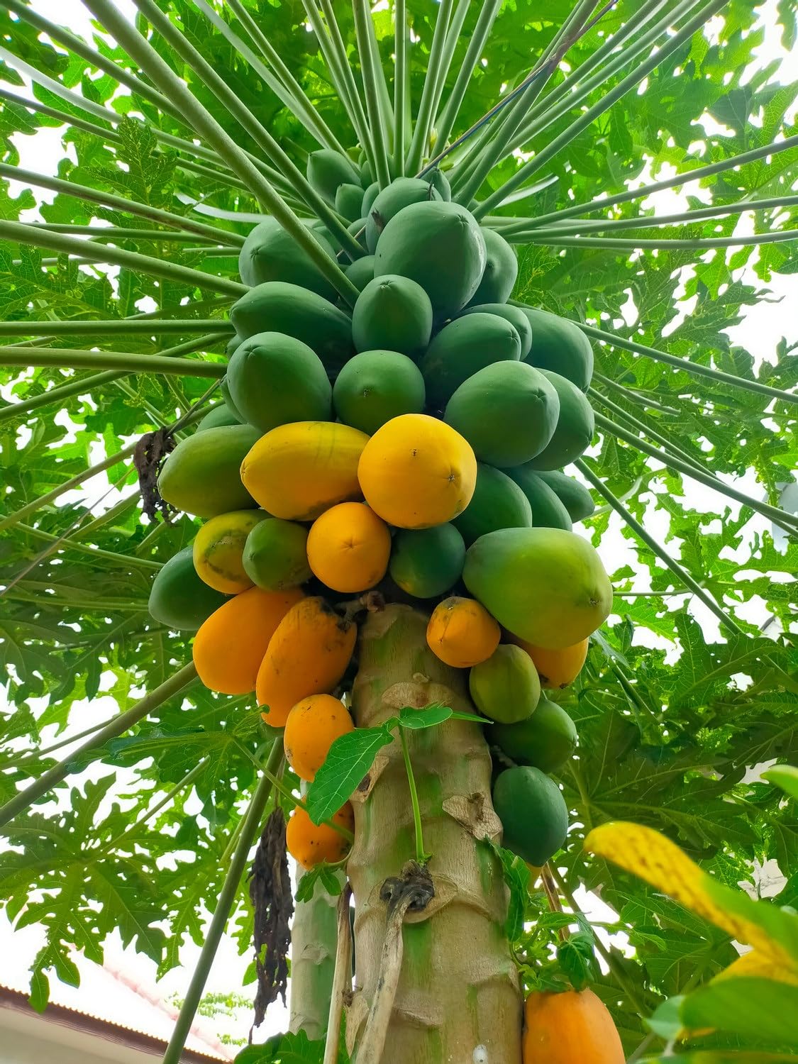 Red Lady 786 Papaya Seeds for Planting – High-Yield, Sweet Tropical Fruit