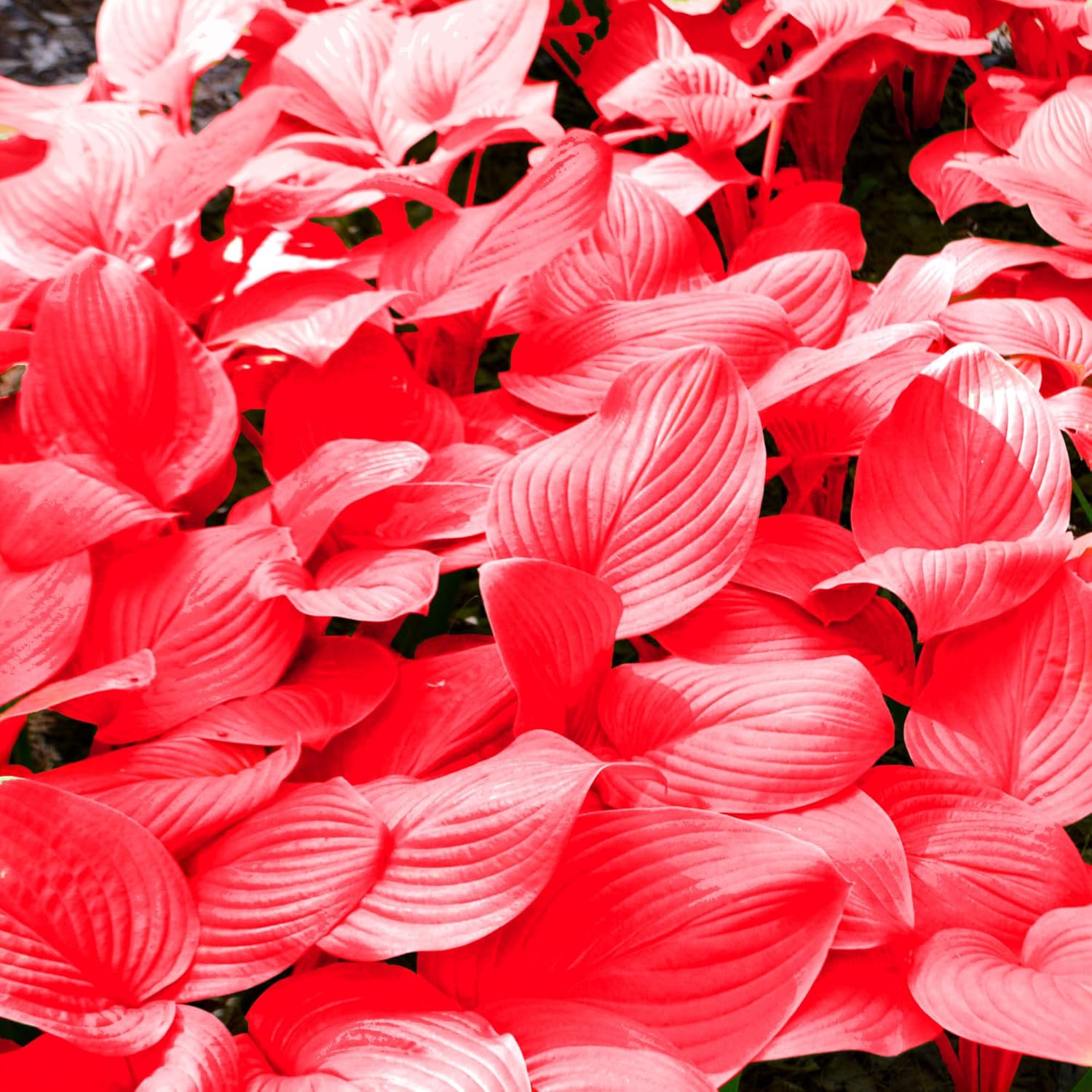 Red Hosta Seeds - Perennial Shade-Loving Plants for Indoor & Outdoor Gardens, Pollinator-Friendly & Low Maintenance