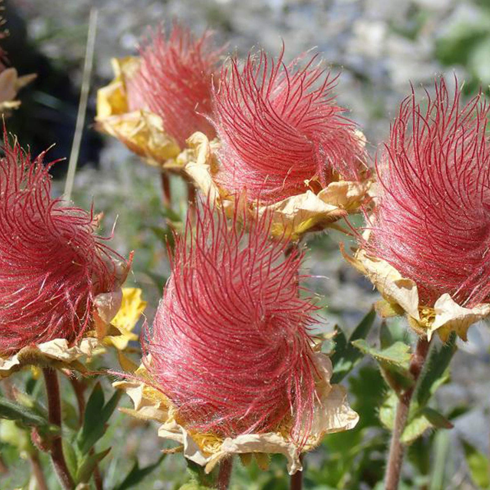 Prairie Smoke Plant Seeds for Planting - 100 pcs - Flower seeds