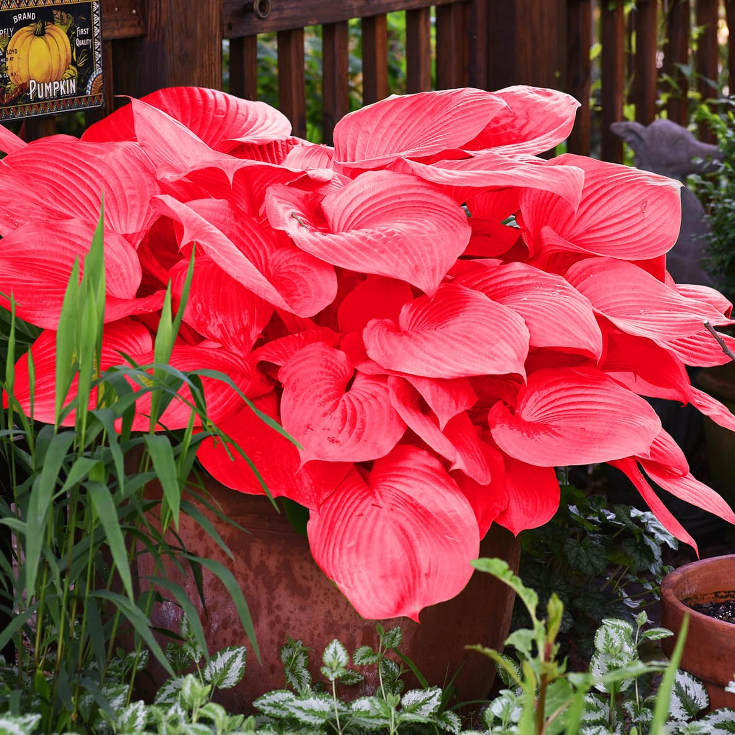 Red Hosta Seeds - Perennial Shade-Loving Plants for Indoor & Outdoor Gardens, Pollinator-Friendly & Low Maintenance