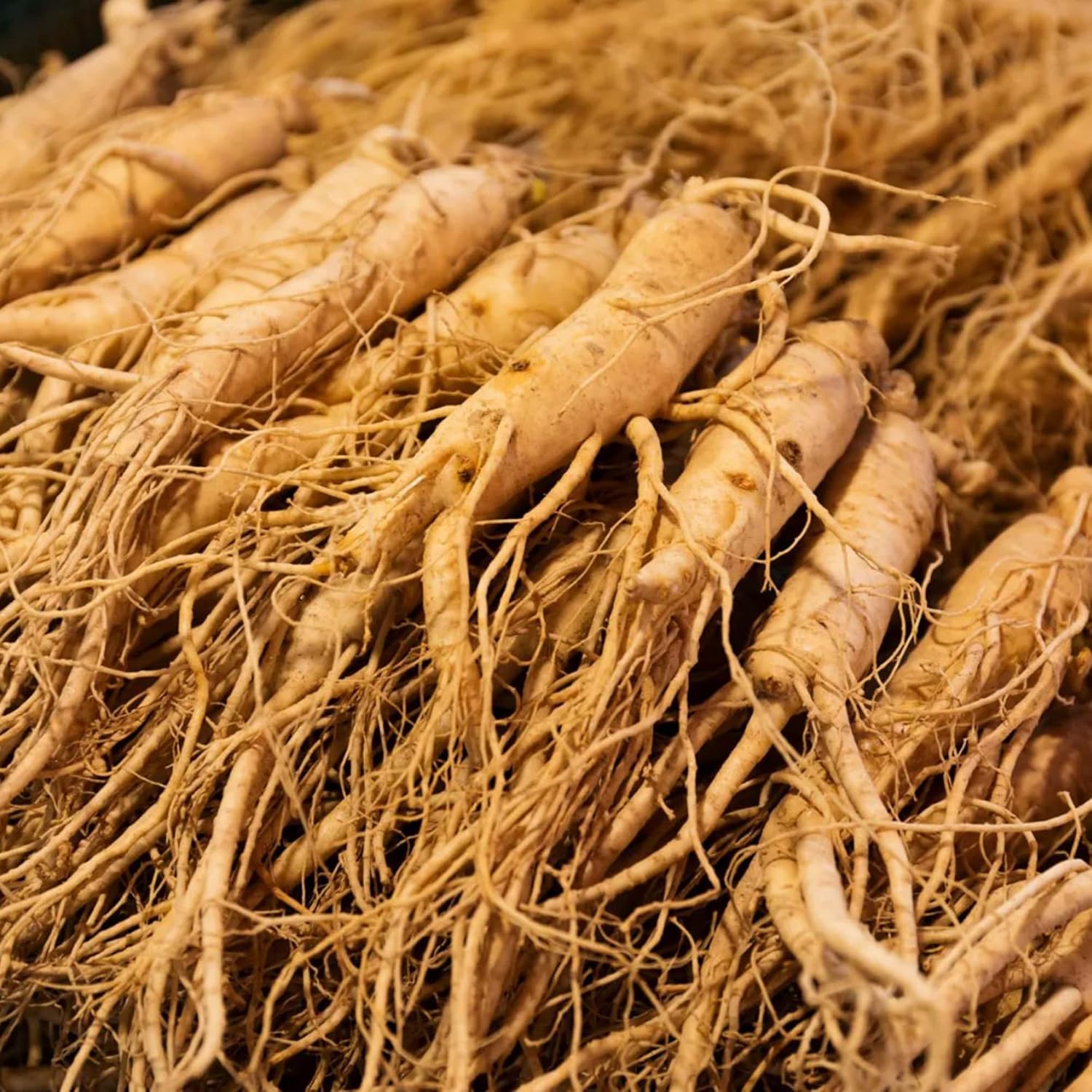 Graines de ginseng coréen Panax Ginseng vivace Avantages pour la santé Parterres de jardin Bordure extérieure 25 pièces Graines d'herbes