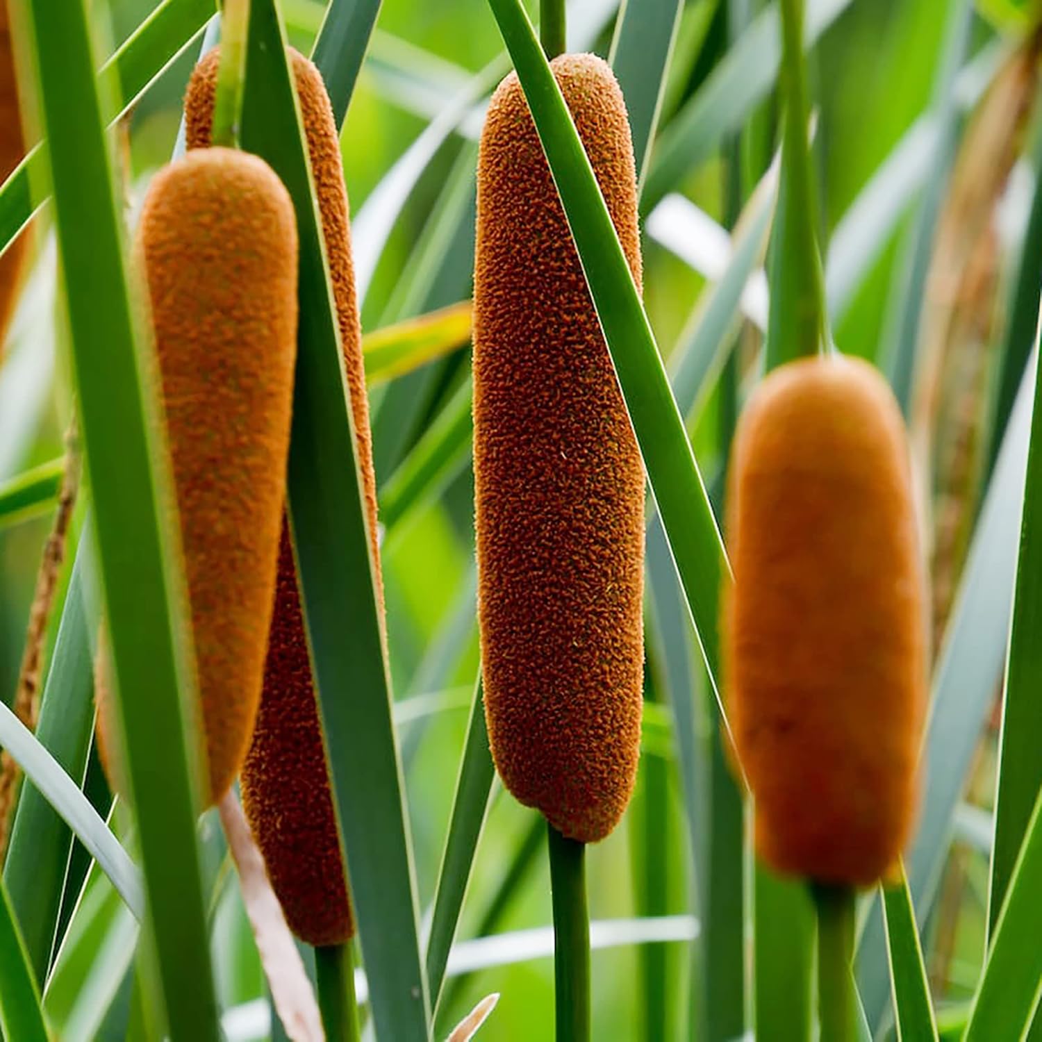 Graines de quenouille (Typha Latifolia) Quenouille à feuilles larges Plante vivace à croissance rapide pour étangs