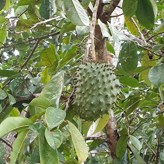 Giant Soursop Seeds Annona Muricata Tropical Fruit Tree, Sweet And Tangy Flavor