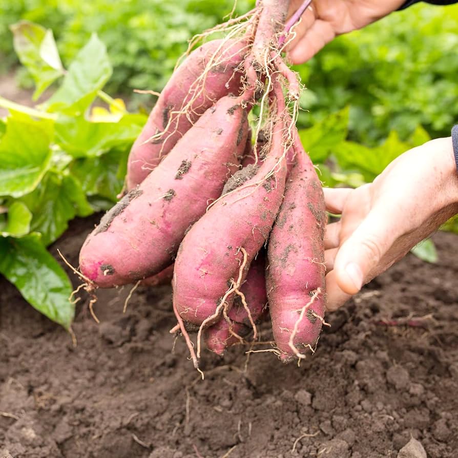 Graines de légumes Sweet Secret, délice de dévoiler les graines de légumes de la nature à planter