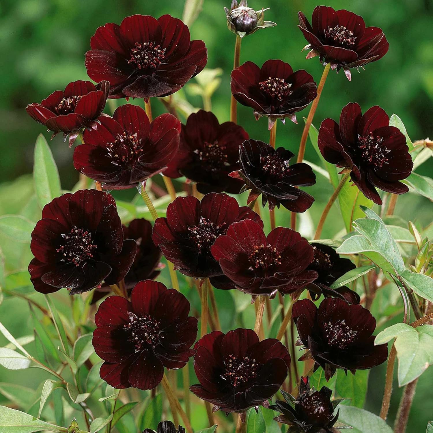 Chocolate Cosmos Seeds - Cosmos Atrosanguineus Perennial with Chocolate Fragrance, Butterfly Attracting Ornamental Flower for Gardens & Containers - 100Pcs