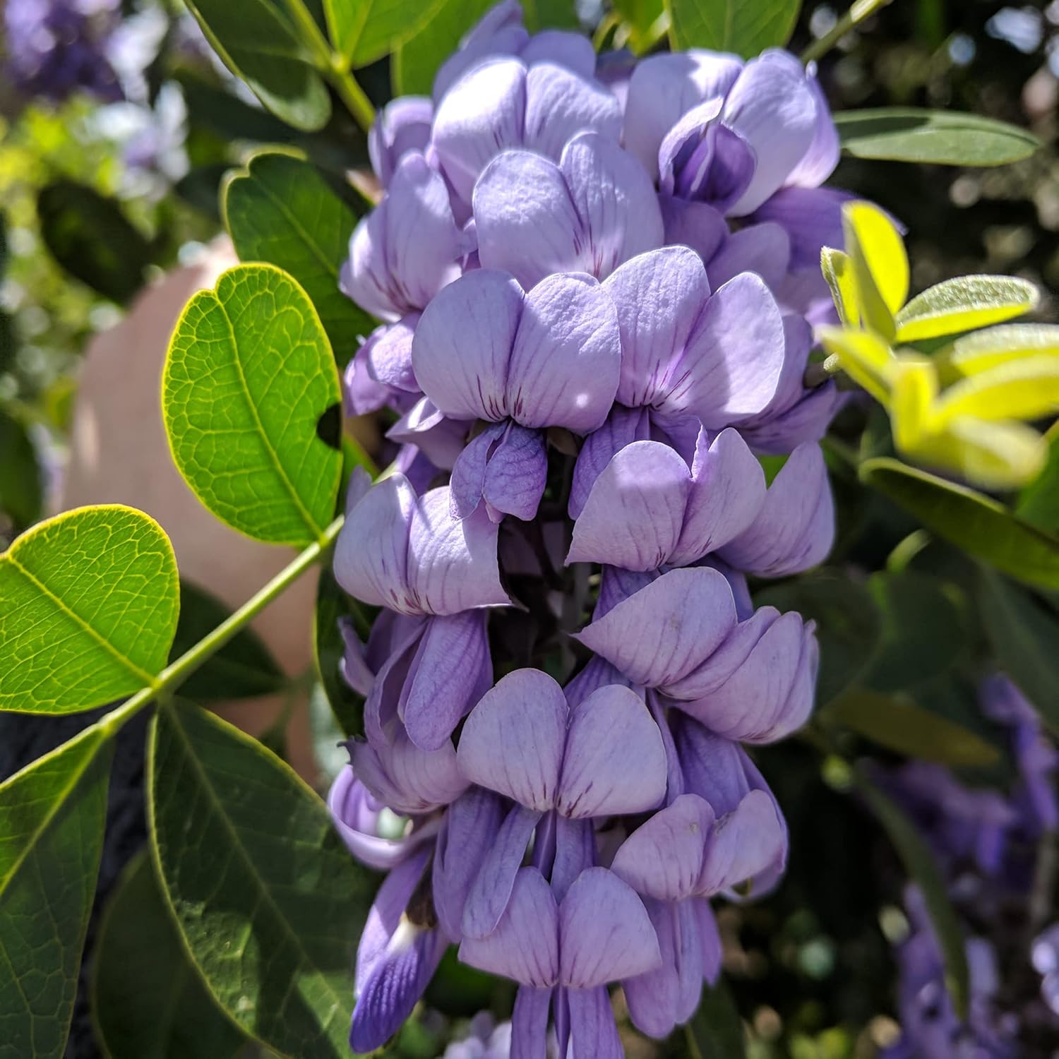 Texas Mountain Laurel Seeds for Planting | Sophora Secundiflora | Evergreen Tree with Fragrant Purple Flowers